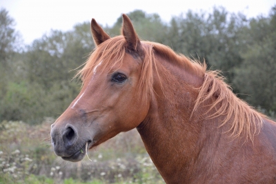牝馬の顔と首までの写真。外国の馬