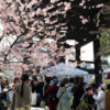 手づくり市.com｜京都「百万遍さんの手づくり市」・「梅小路公園手づくり市」